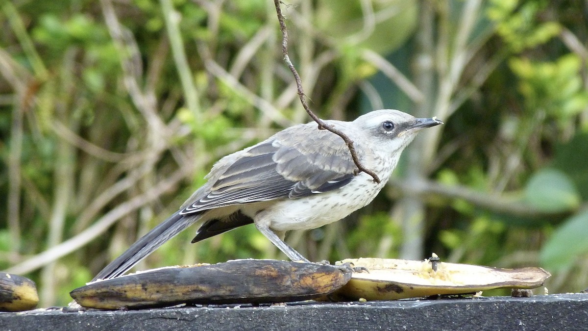 drozdec tropický - ML646547027