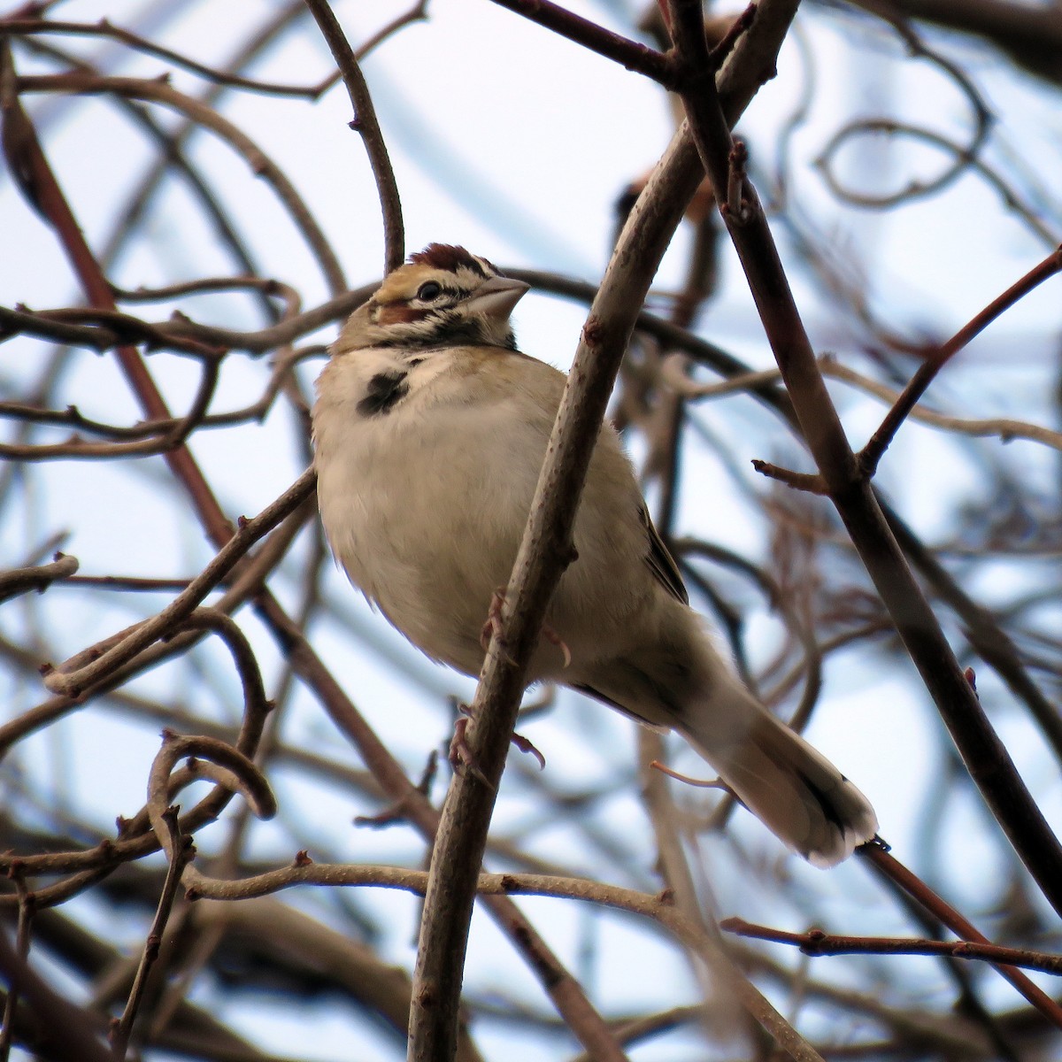 Chingolo Arlequín - ML646547028