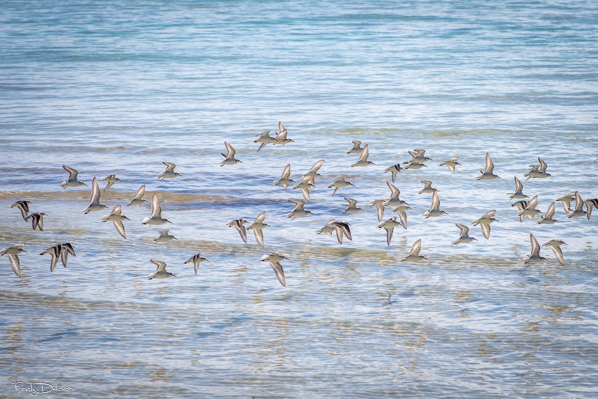 Песчанка - ML646547029