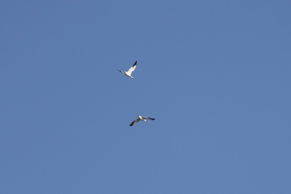 husa sněžní - ML646547031