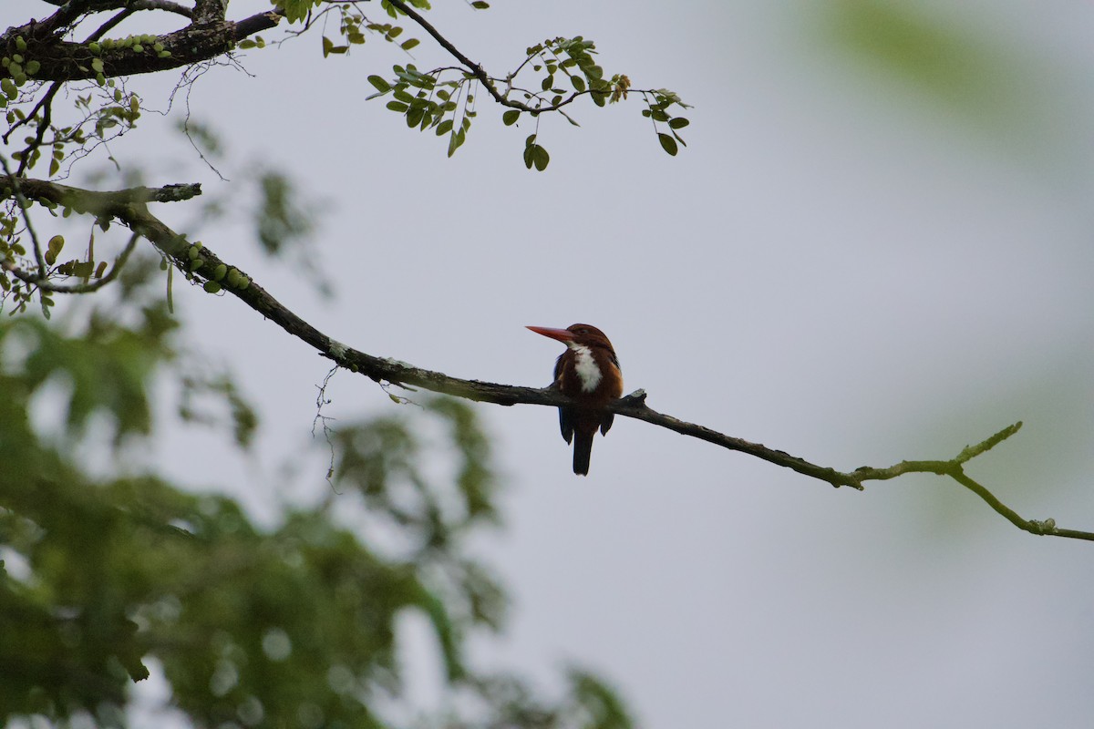 Braunliest - ML646547035