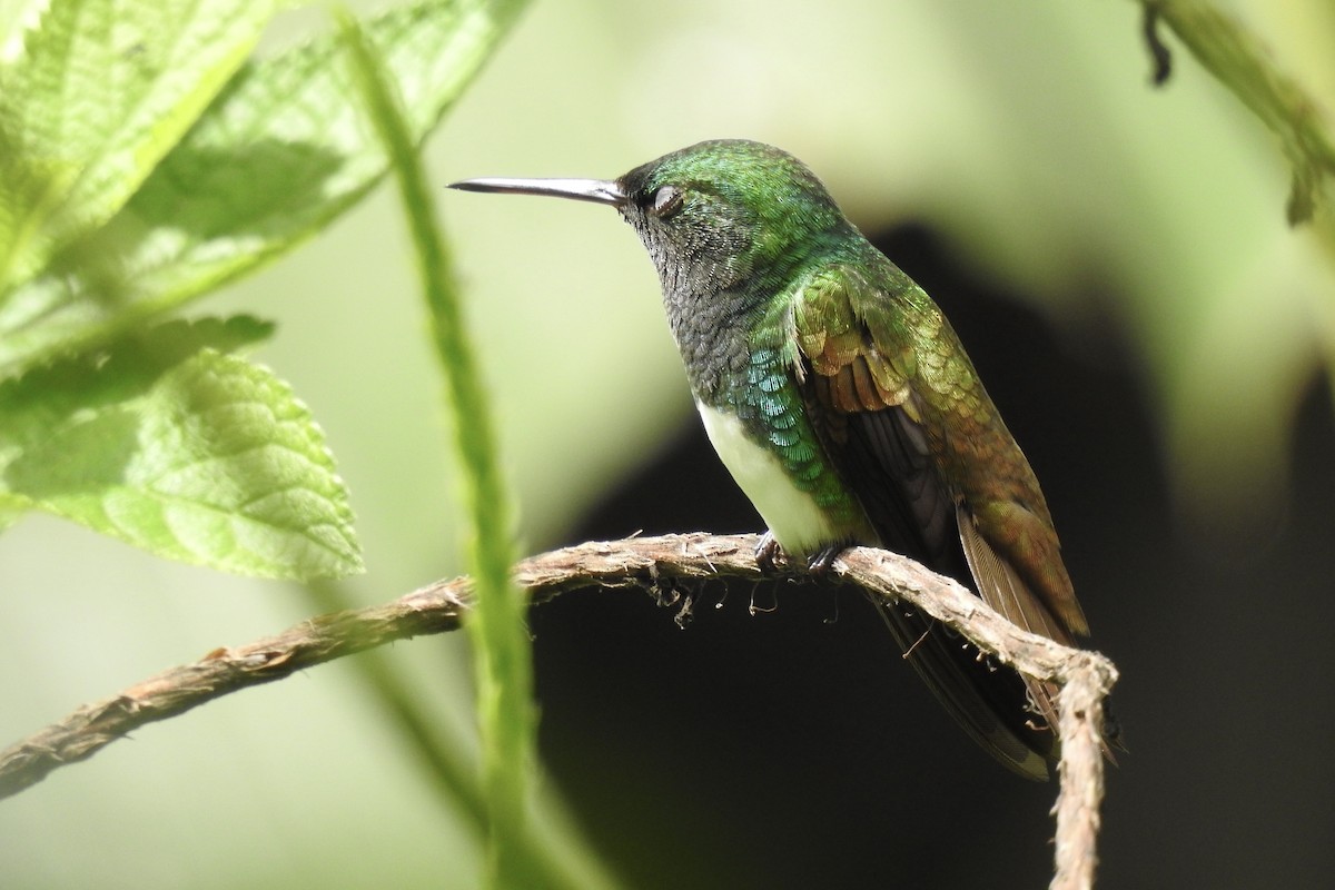 Snowy-bellied Hummingbird - ML646547036