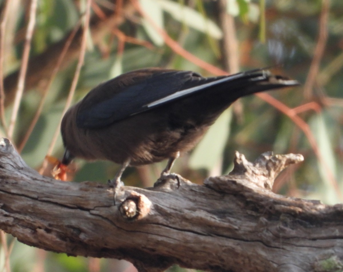 Artamo Sombrío - ML646547043