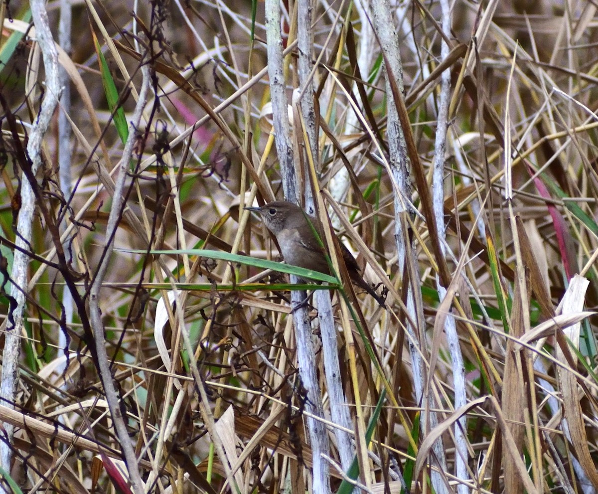 Northern House Wren - ML646547048