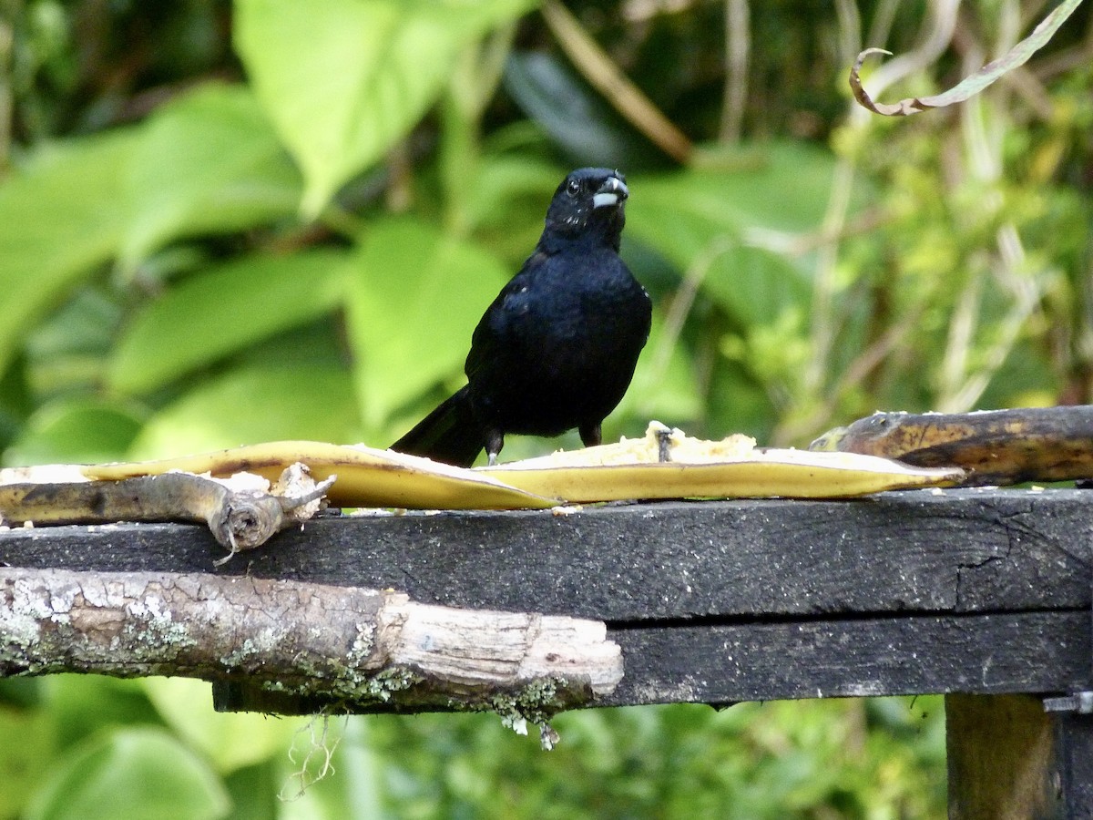 White-lined Tanager - ML646547049