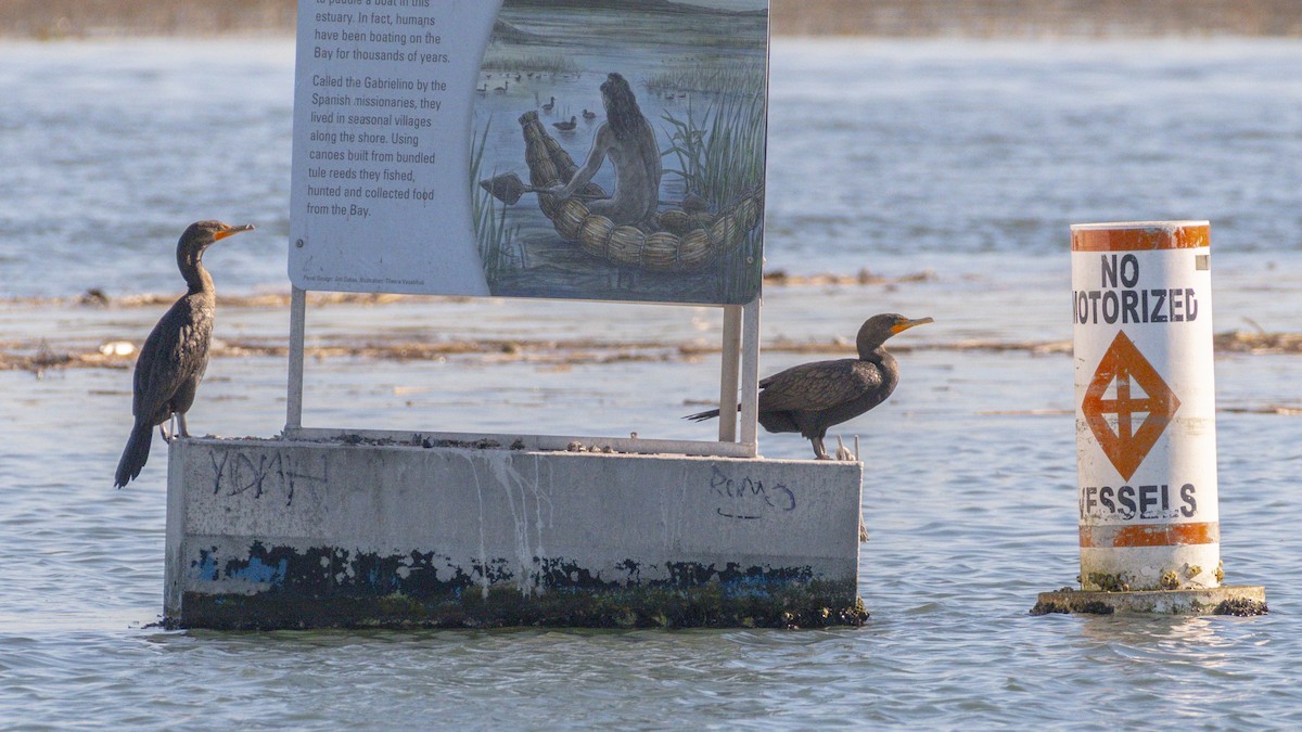 Ubarroi belarriduna - ML646547050