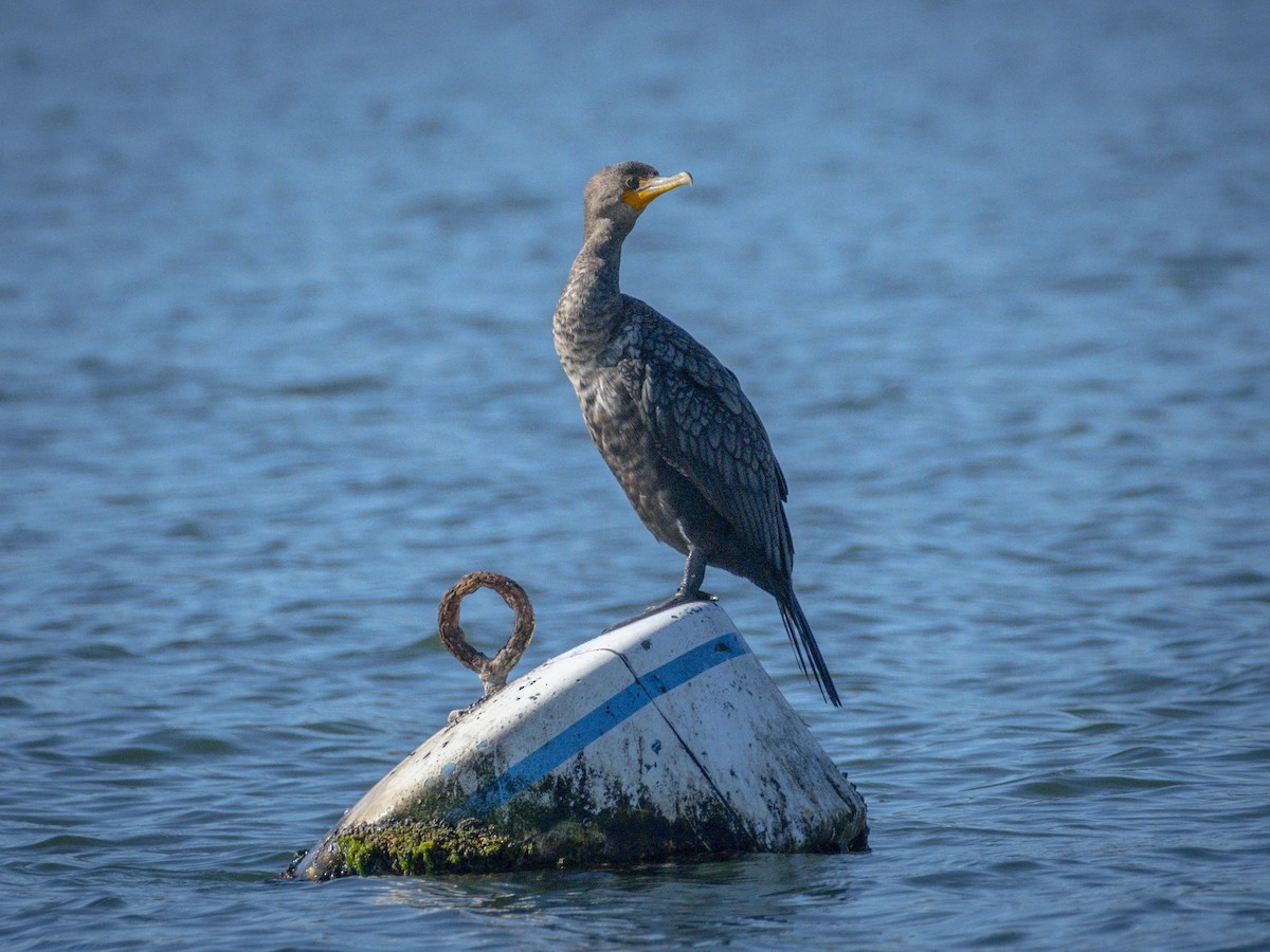 Ubarroi belarriduna - ML646547051