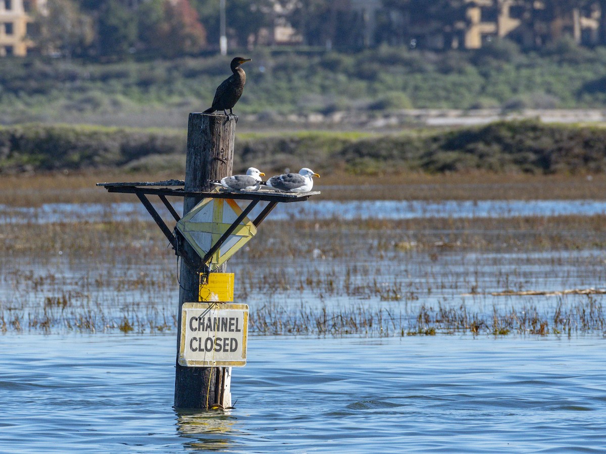 Ubarroi belarriduna - ML646547052