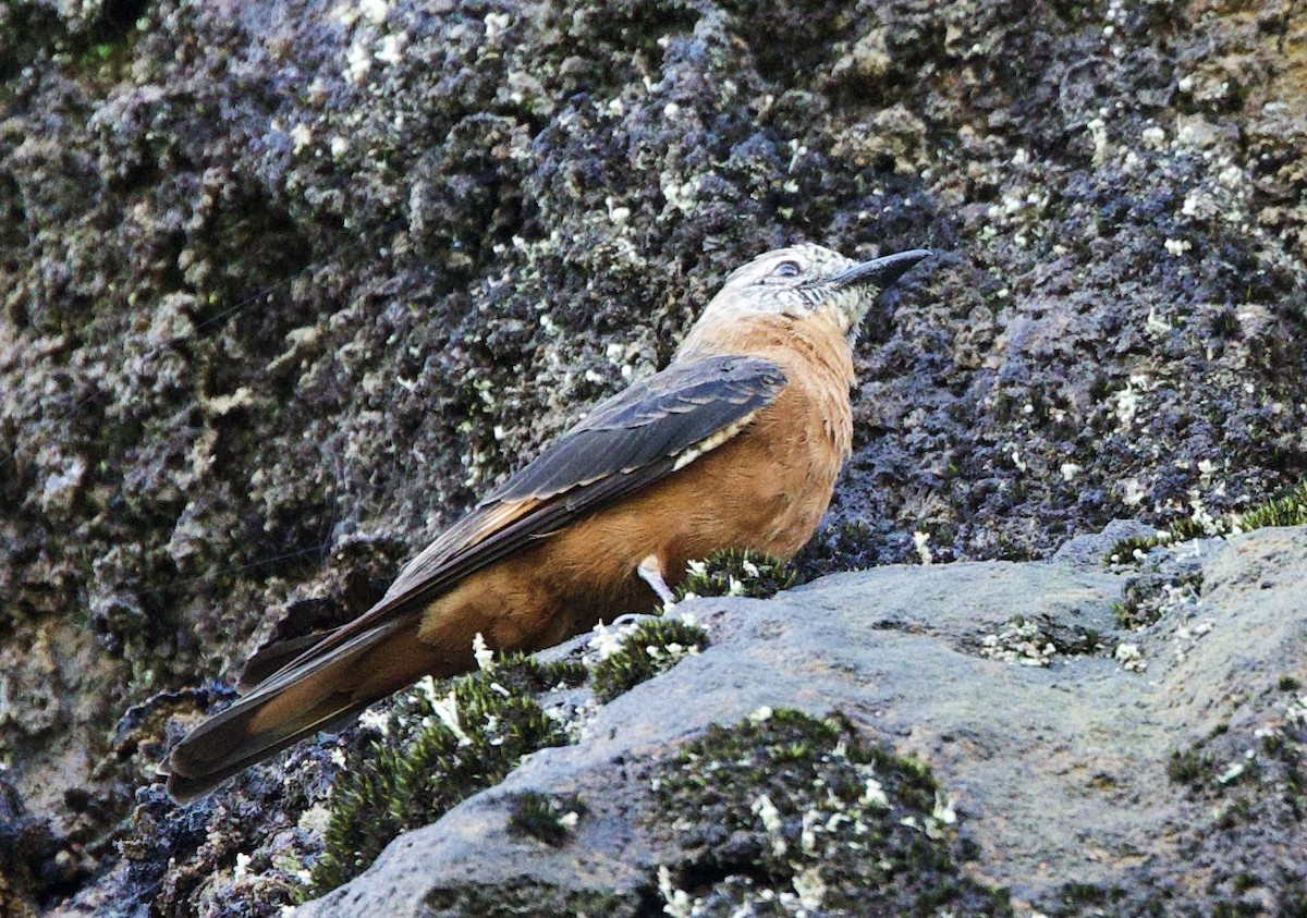Cliff Flycatcher (Cliff) - ML646547055