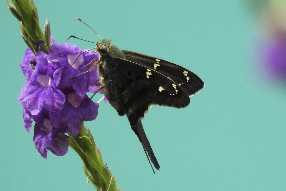 Long-tailed Skipper - ML646547058