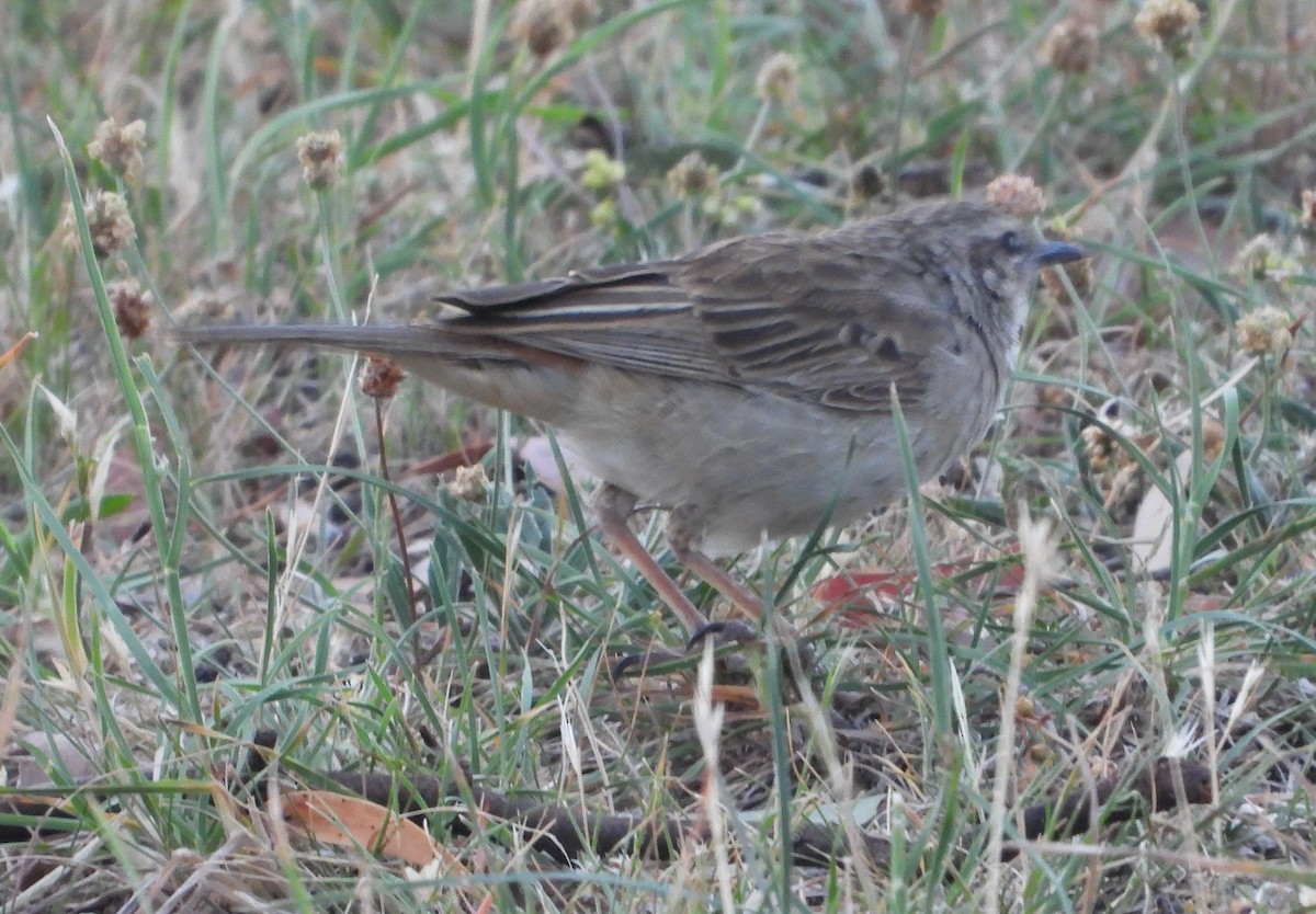 Rufous Songlark - ML646547059