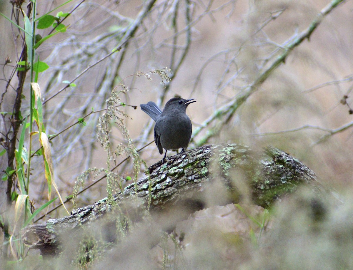 Gray Catbird - ML646547061