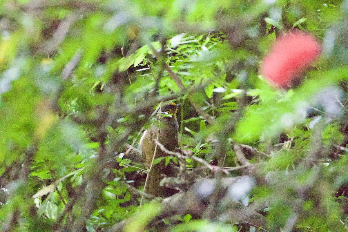 Streifenkehlbülbül - ML646547062