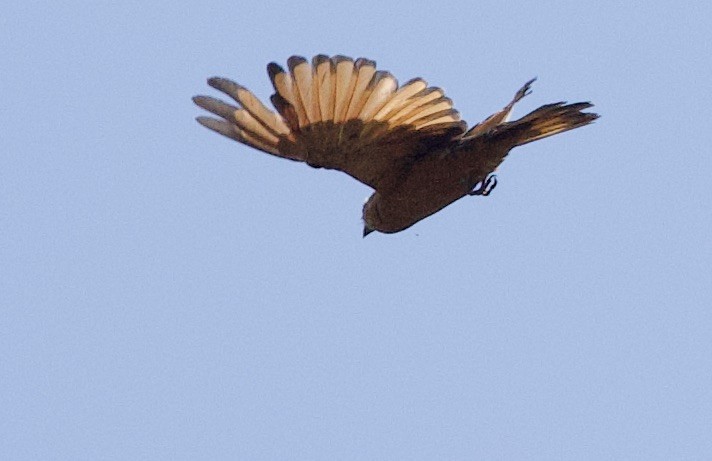 Cliff Flycatcher (Cliff) - ML646547066