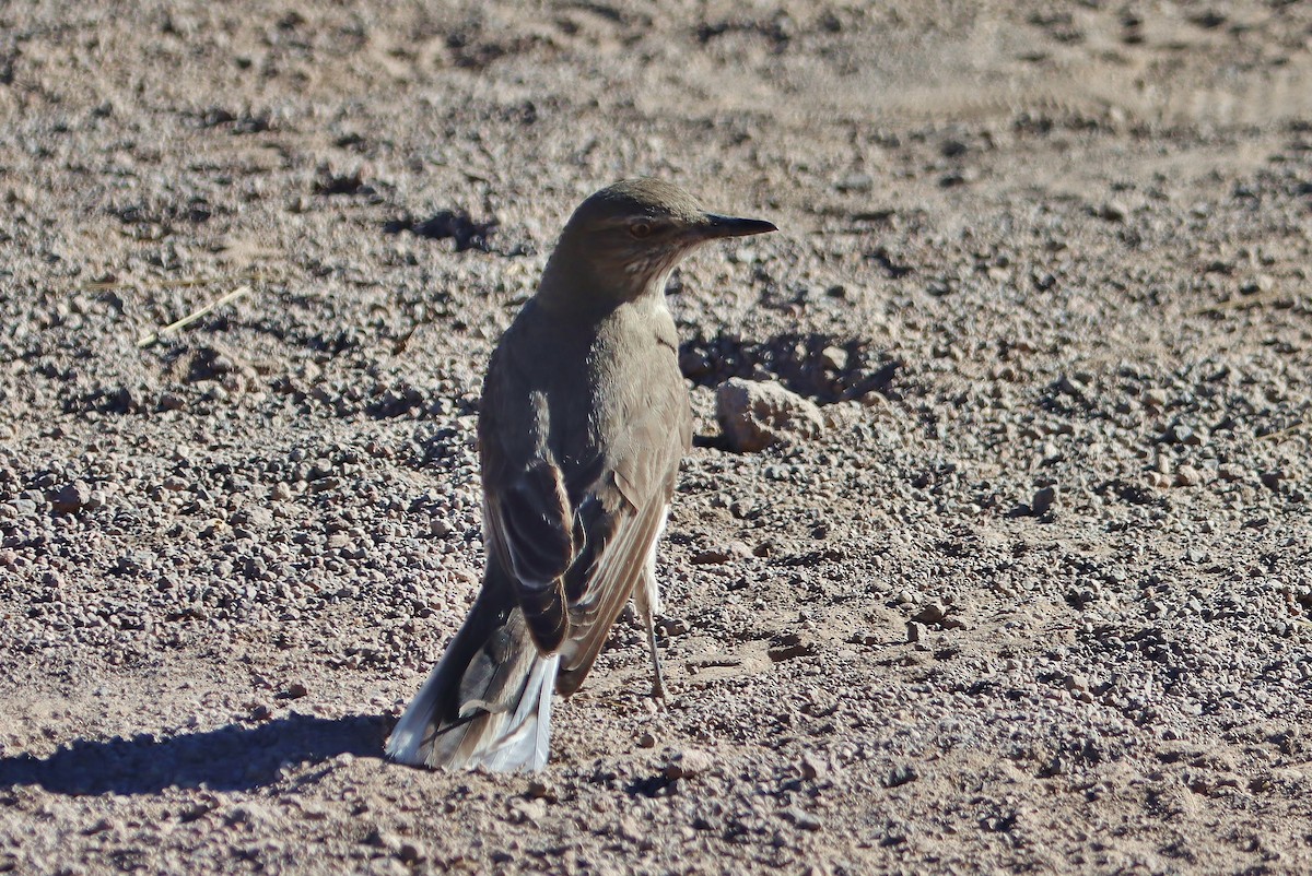 Горный гаучо - ML646547068