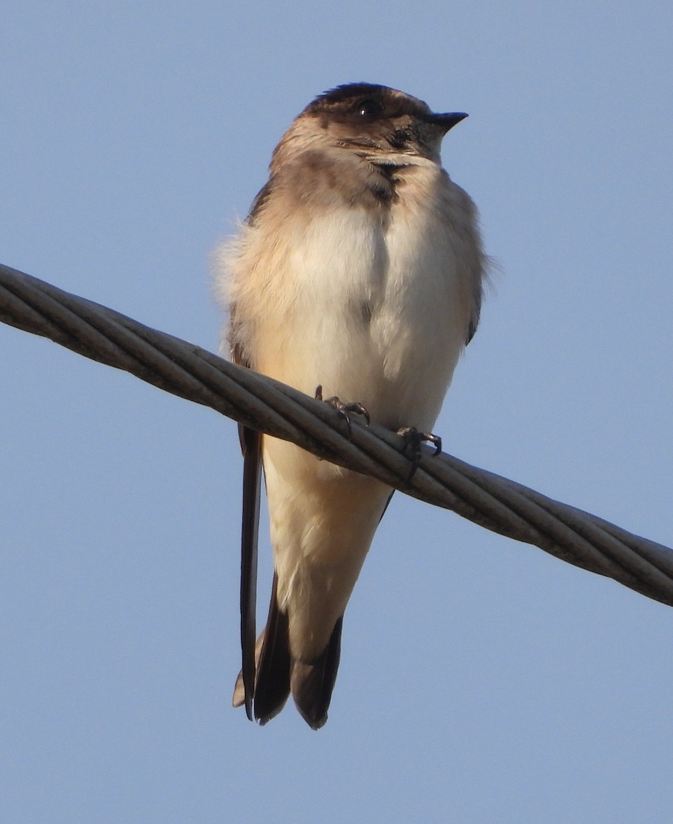 Tree Martin - ML646547070