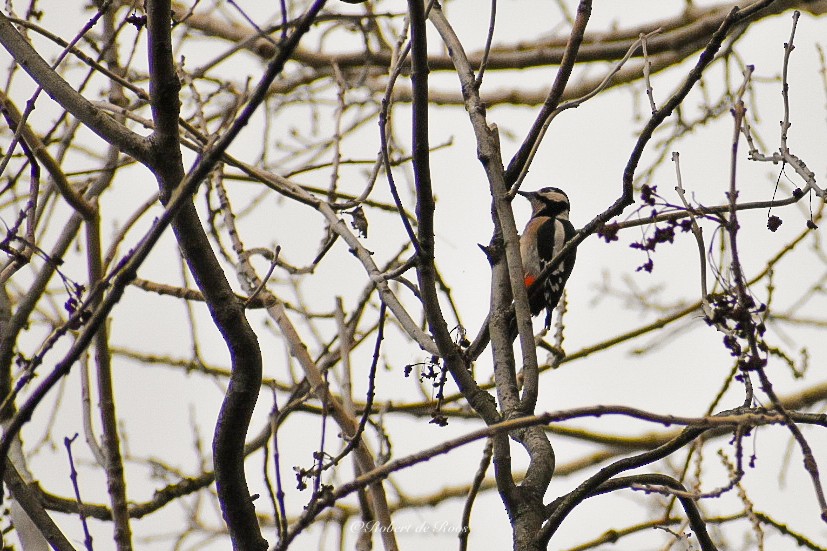 Great Spotted Woodpecker - ML646547071