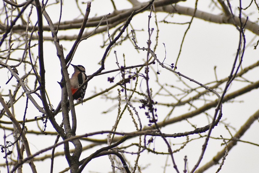 Great Spotted Woodpecker - ML646547072