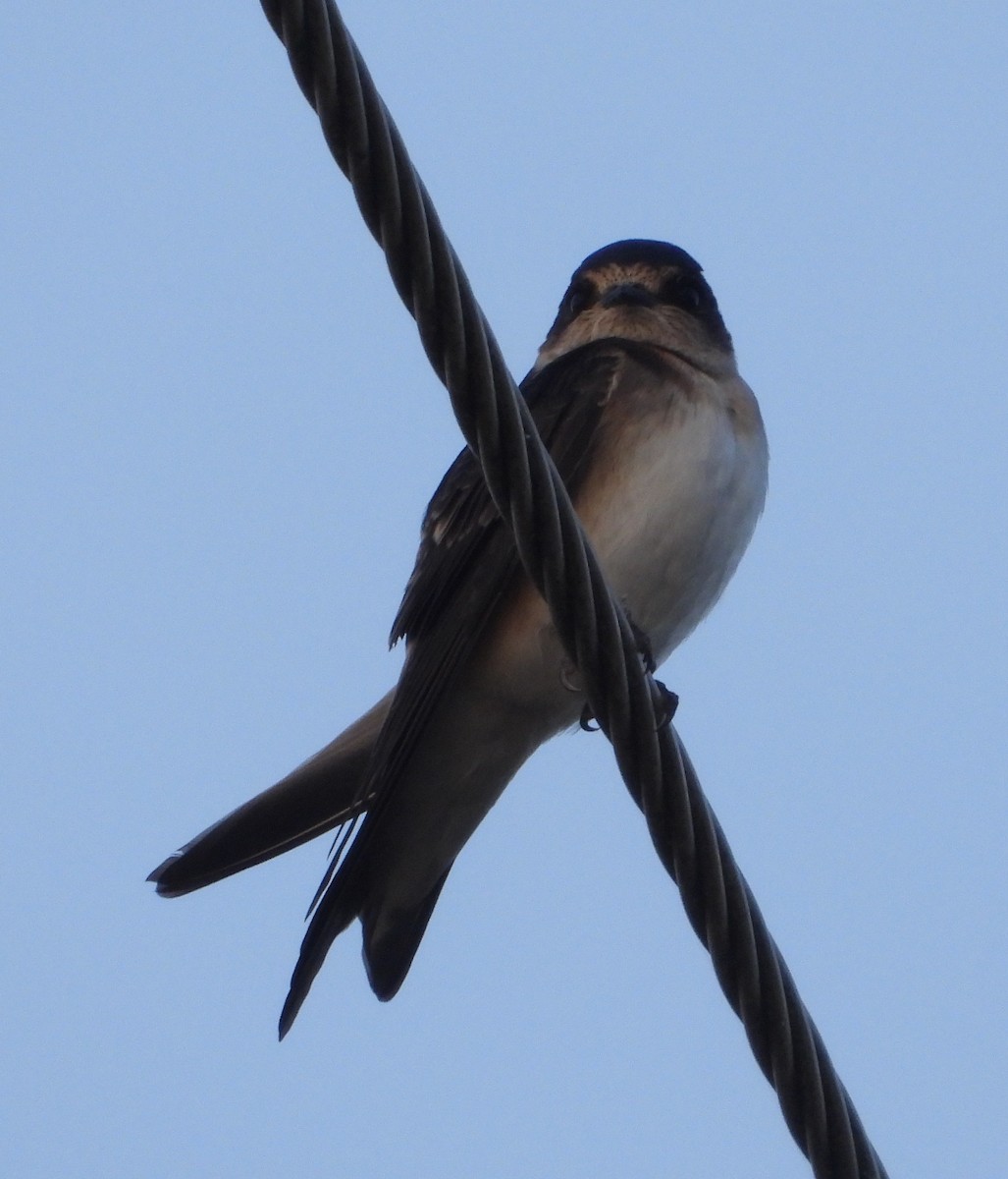 Tree Martin - ML646547073