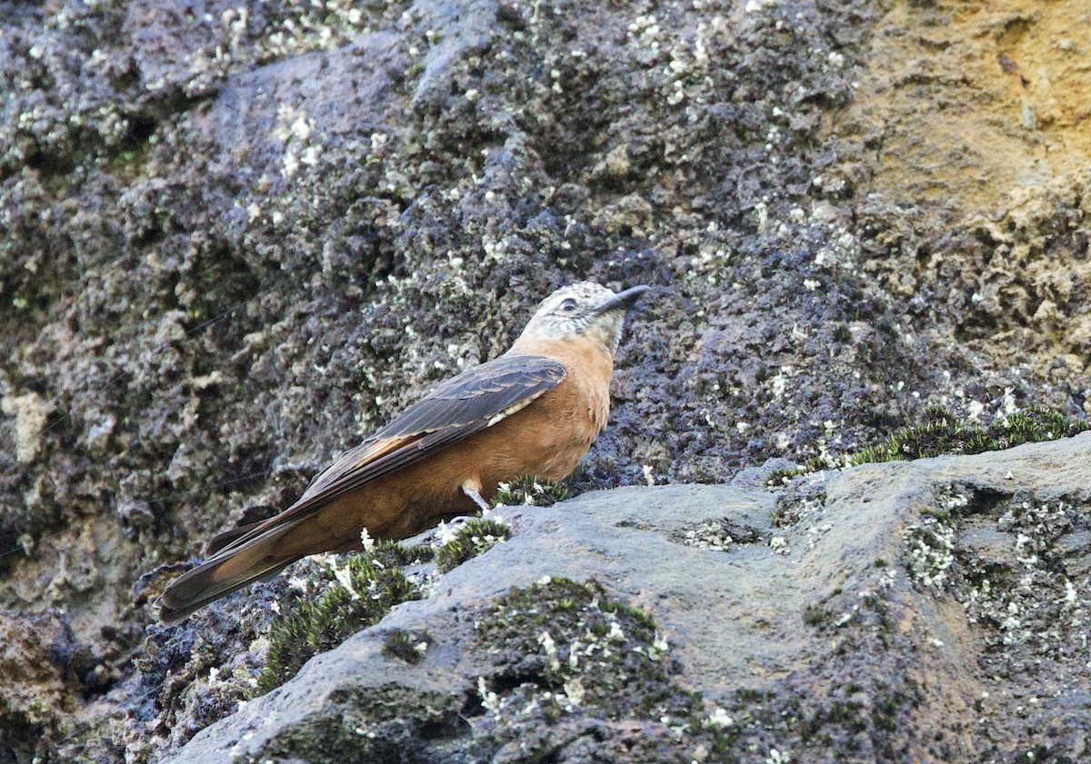 Cliff Flycatcher (Cliff) - ML646547074