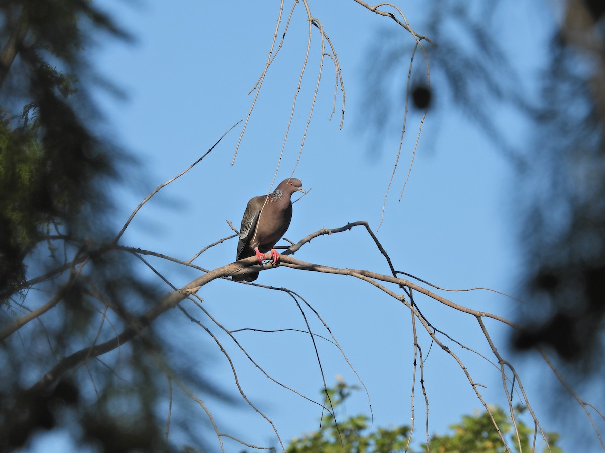Pikazuro Güvercini - ML646547085