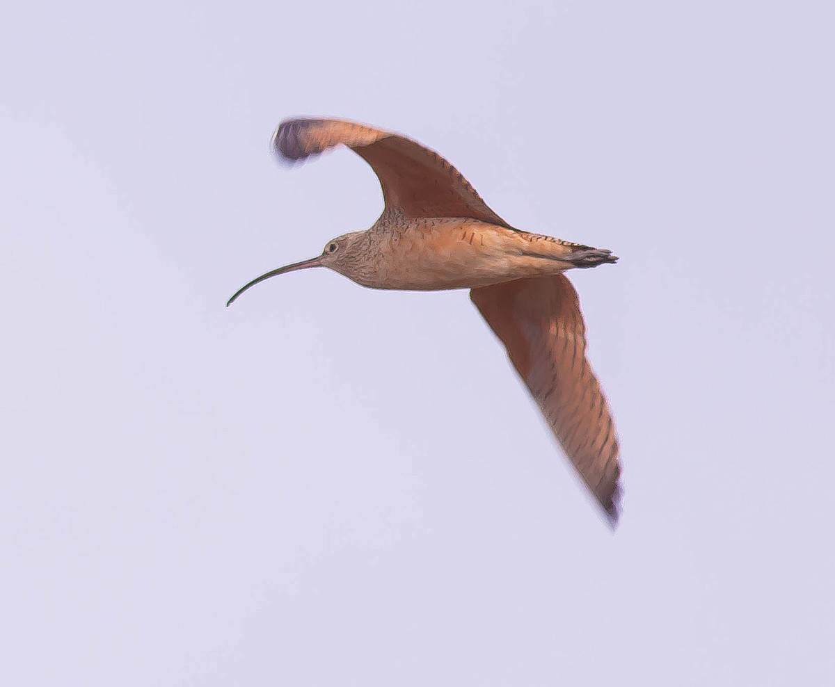 Kurlinta amerikarra - ML646547086