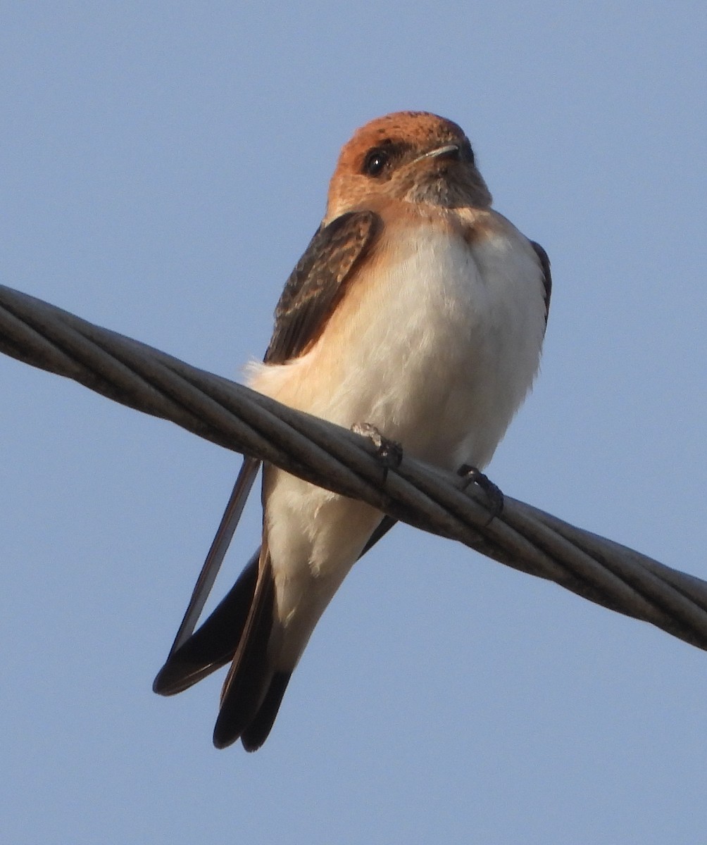 Fairy Martin - ML646547087