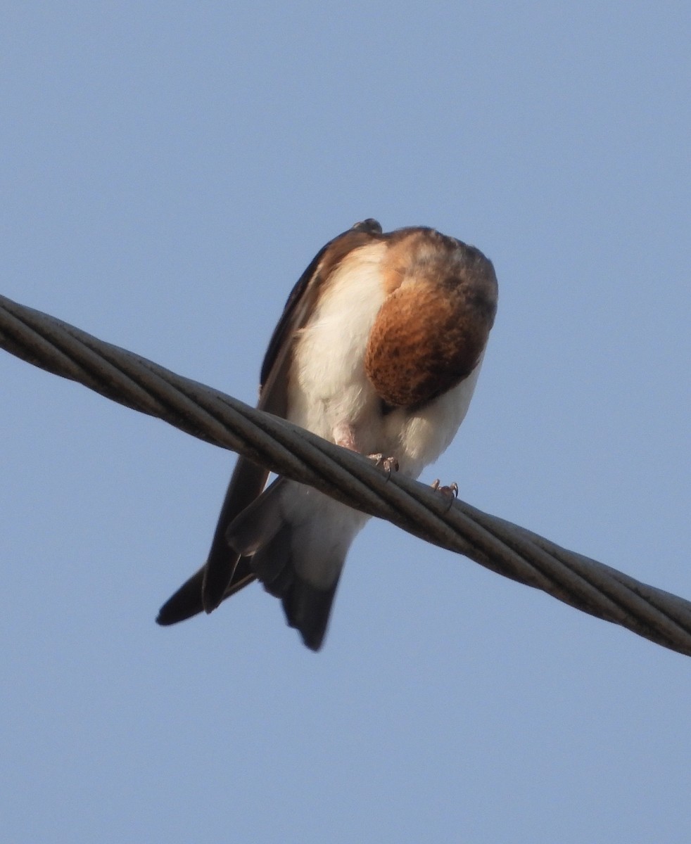 Fairy Martin - ML646547088