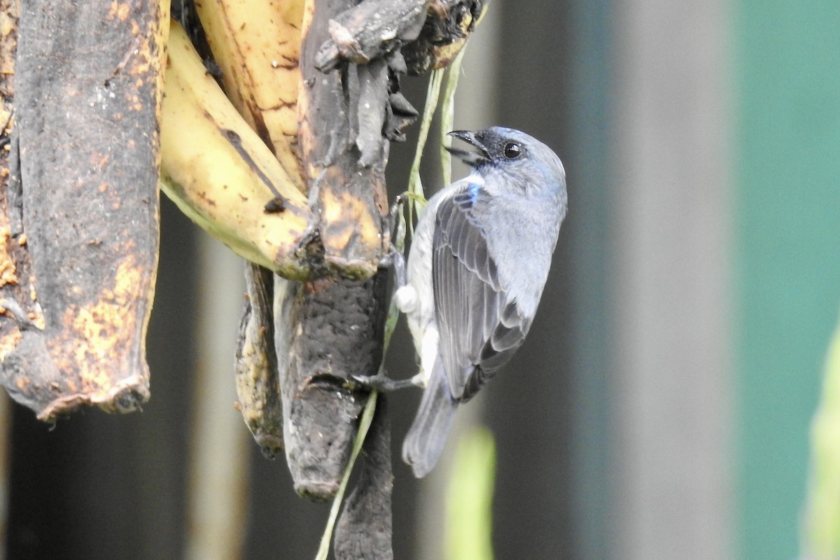 Plain-colored Tanager - ML646547089