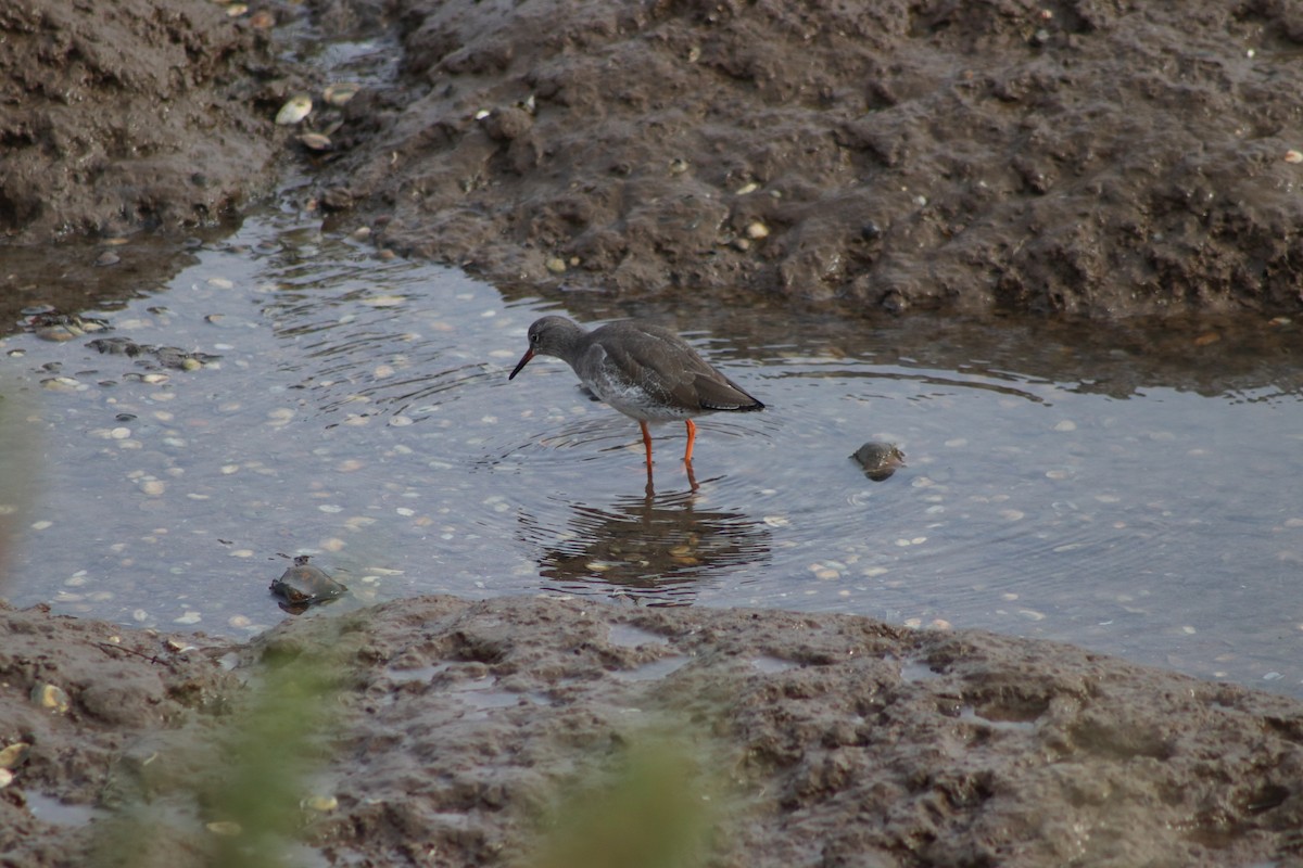 Common Redshank - ML646547090