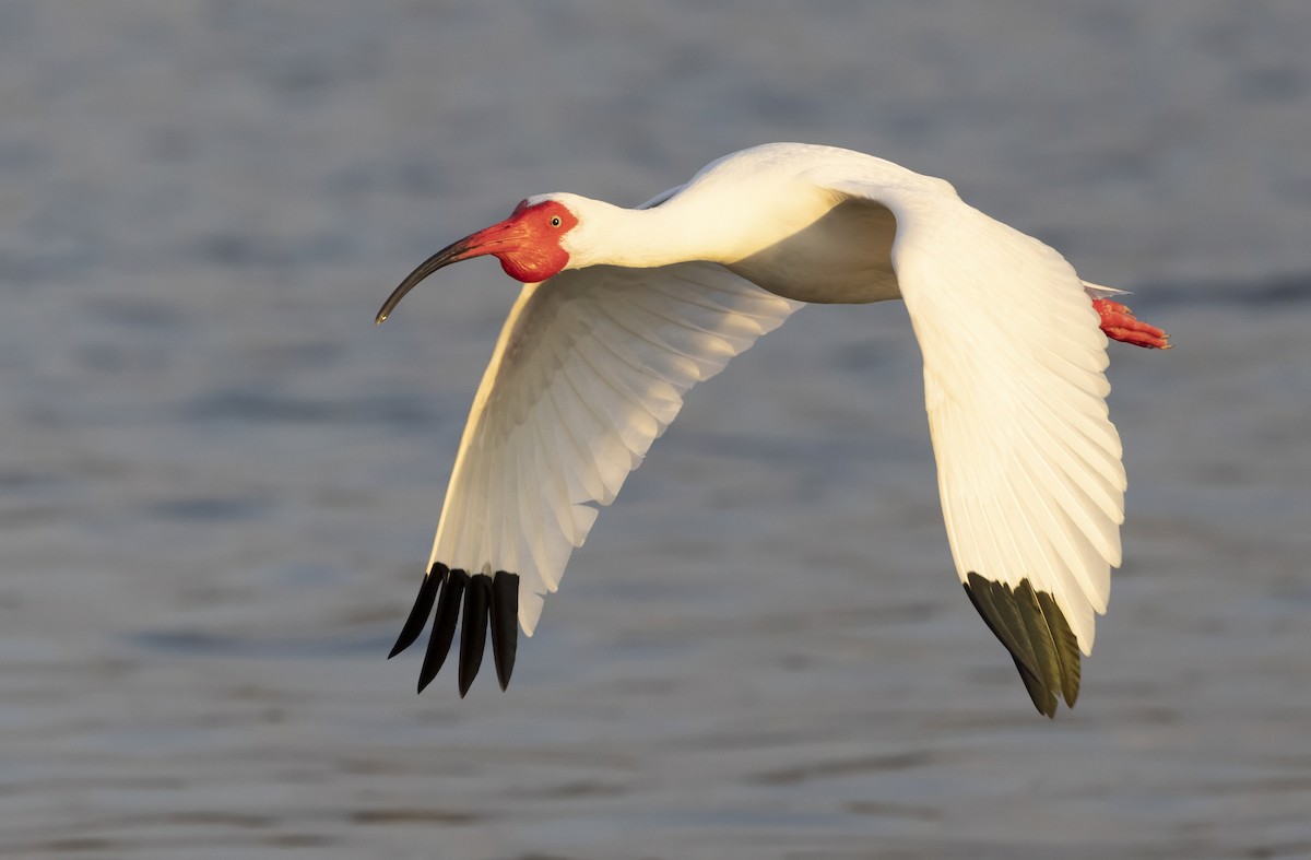 ibis bílý - ML646547092