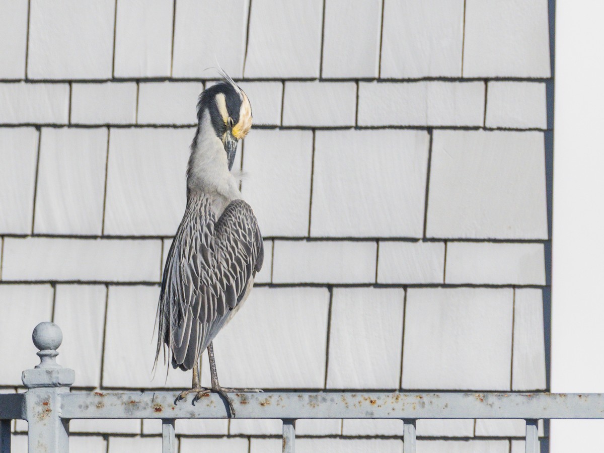 Yellow-crowned Night Heron - ML646547093