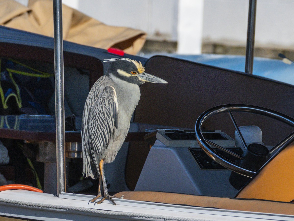 Yellow-crowned Night Heron - ML646547094