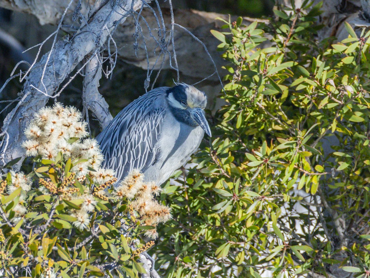 Yellow-crowned Night Heron - ML646547095