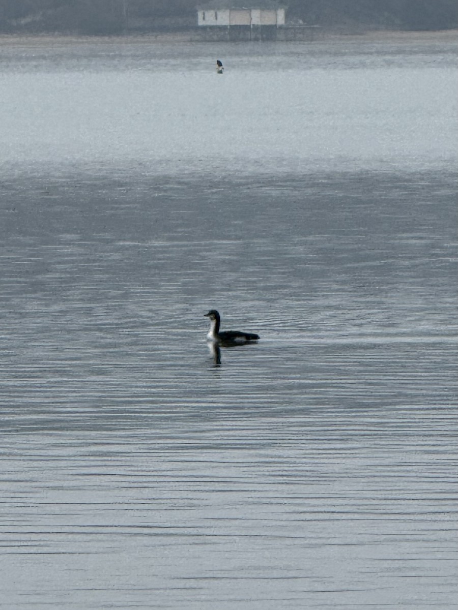 Pacific Loon - ML646547096