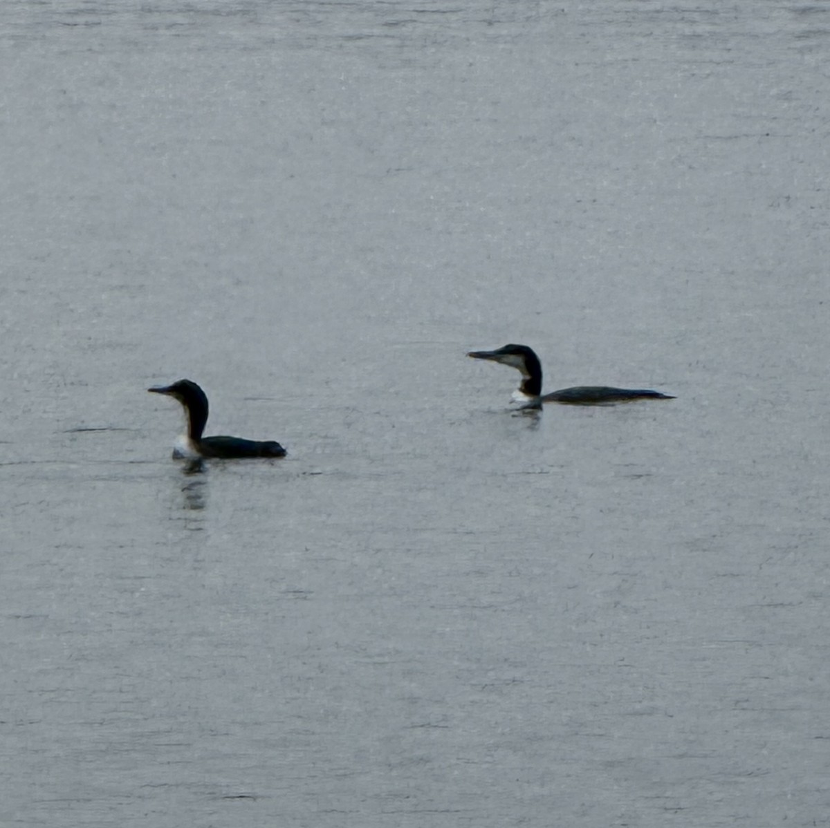 Pacific Loon - ML646547097