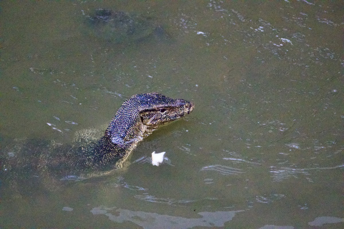 Warane - ML646547100