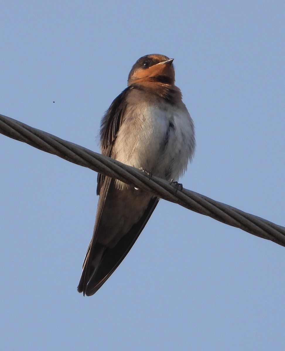 Welcome Swallow - ML646547103