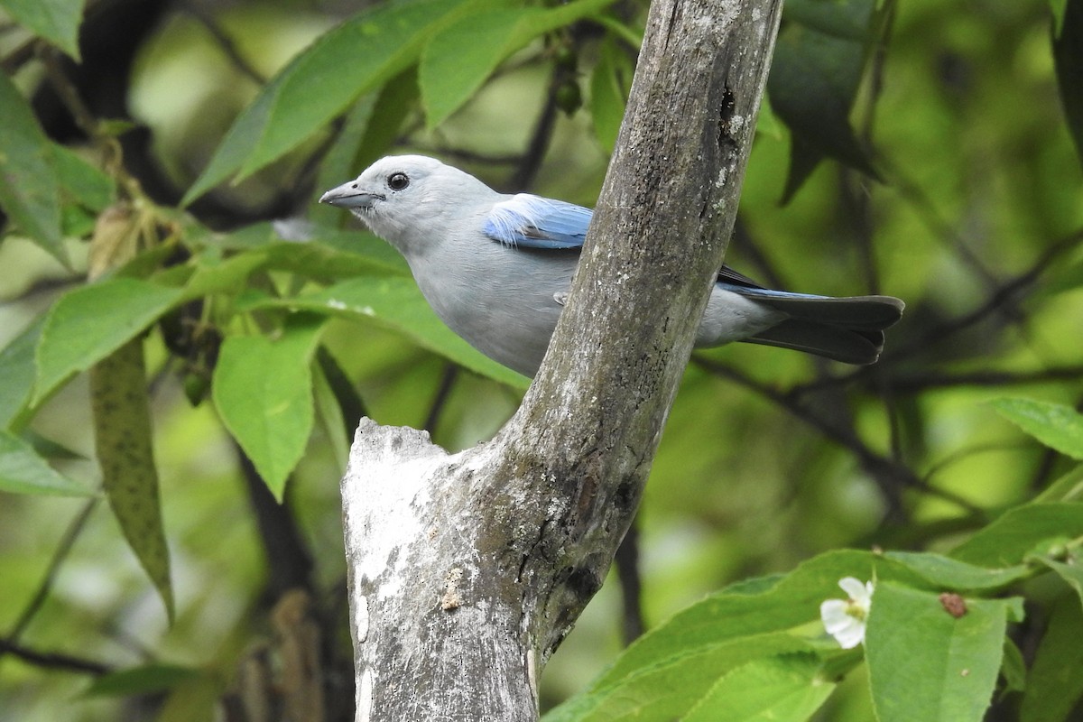Blue-gray Tanager - ML646547104