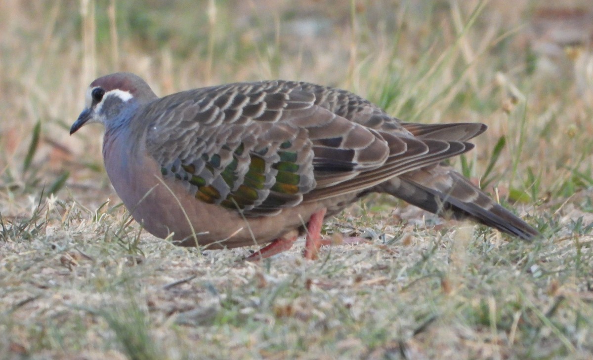 Common Bronzewing - ML646547111