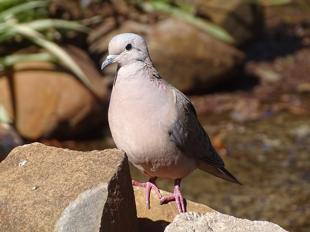 ミミグロバト - ML646547112