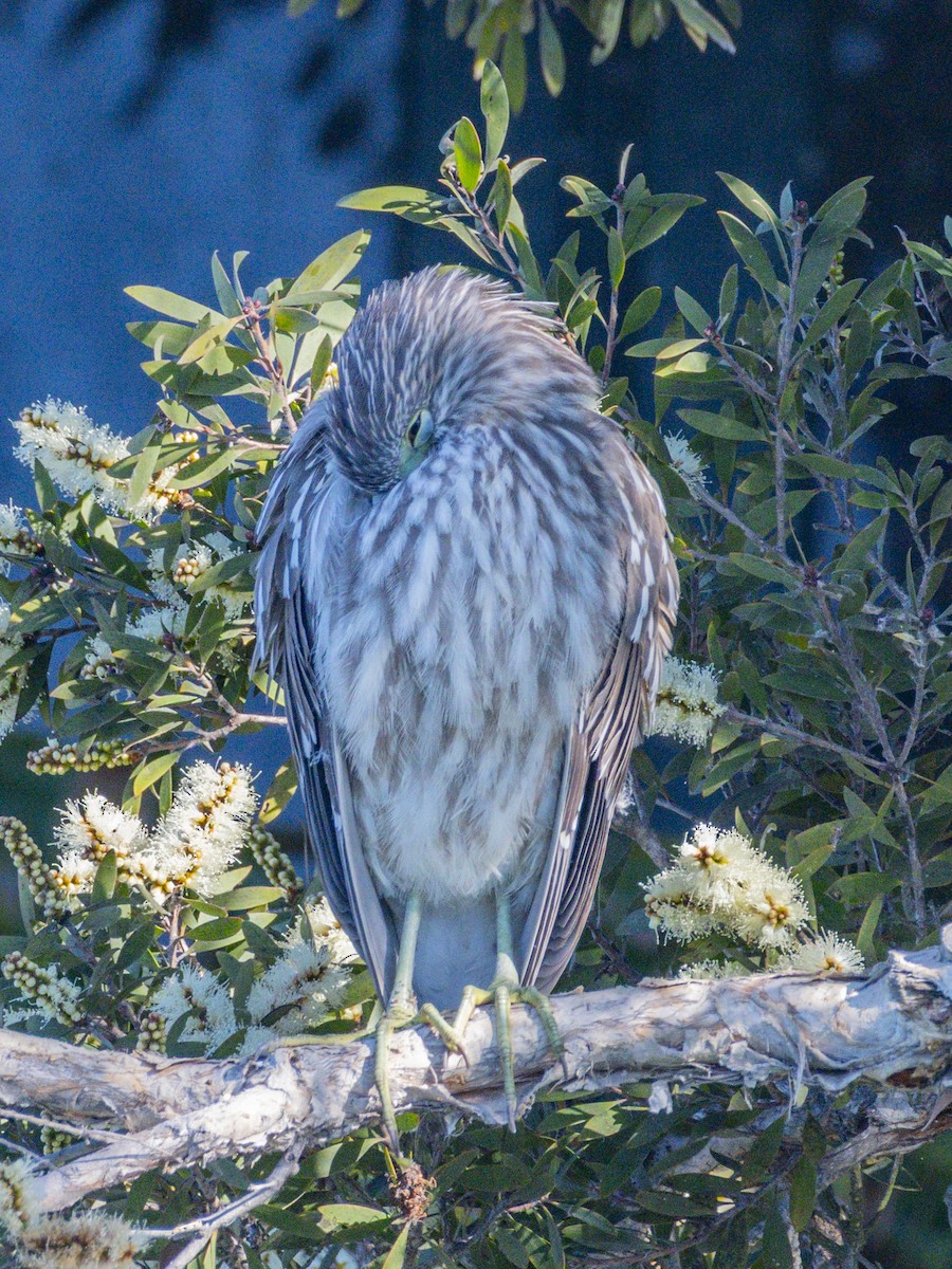 Amiltxori arrunta - ML646547113