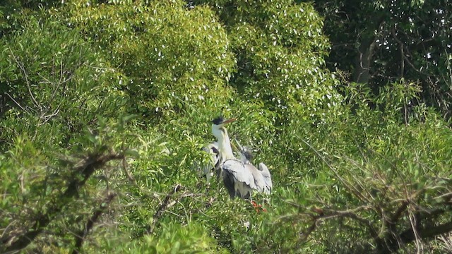 Cocoi Heron - ML646547114