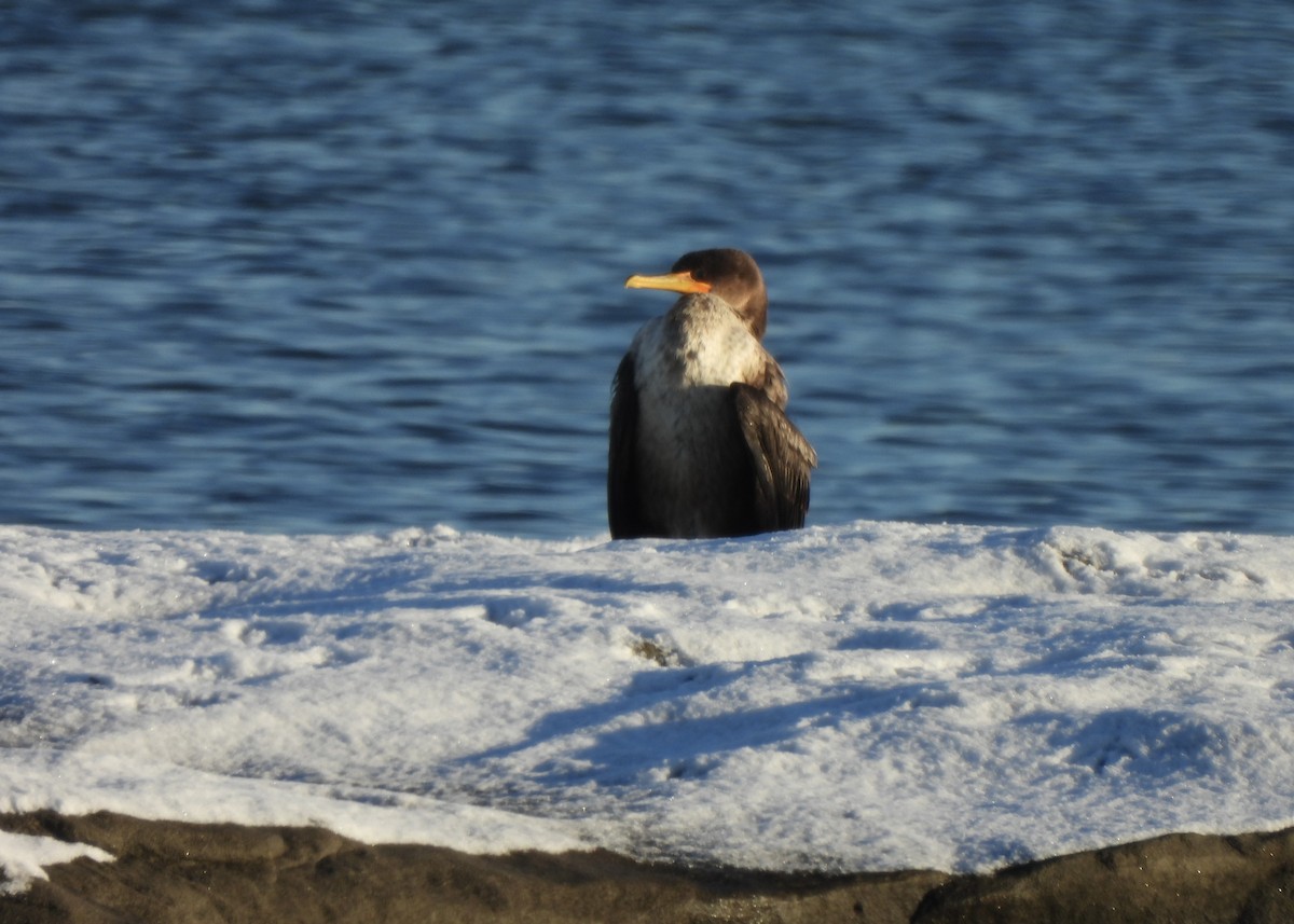 Double-crested Cormorant - ML646547116