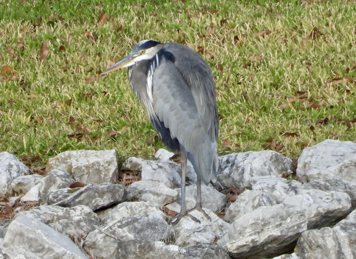 Great Blue Heron - ML646547117