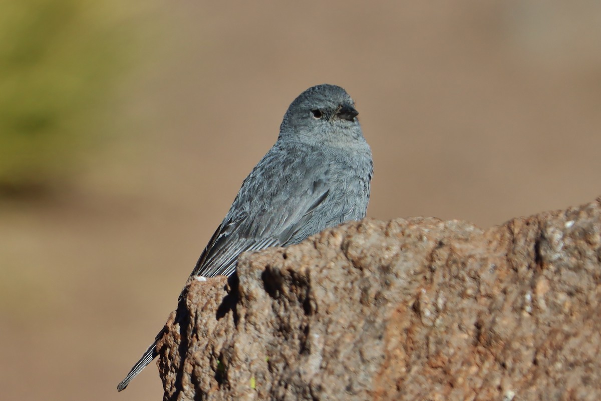 Свинцово-серый овсяночник - ML646547118