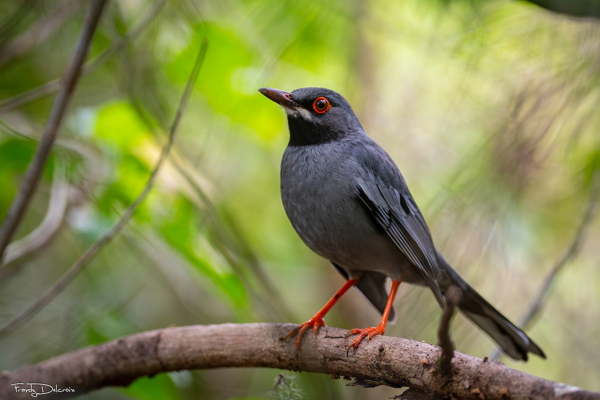 Western Red-legged Thrush - ML646547120