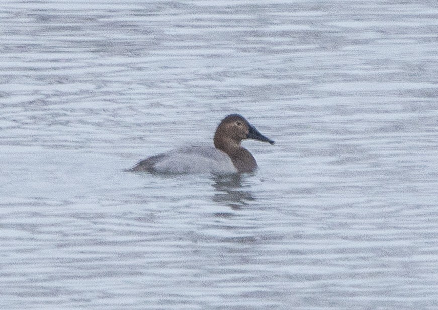 Canvasback - ML646547121