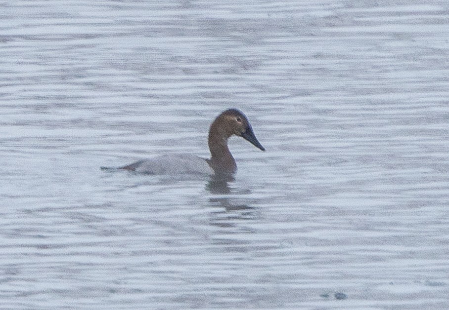 Canvasback - ML646547123