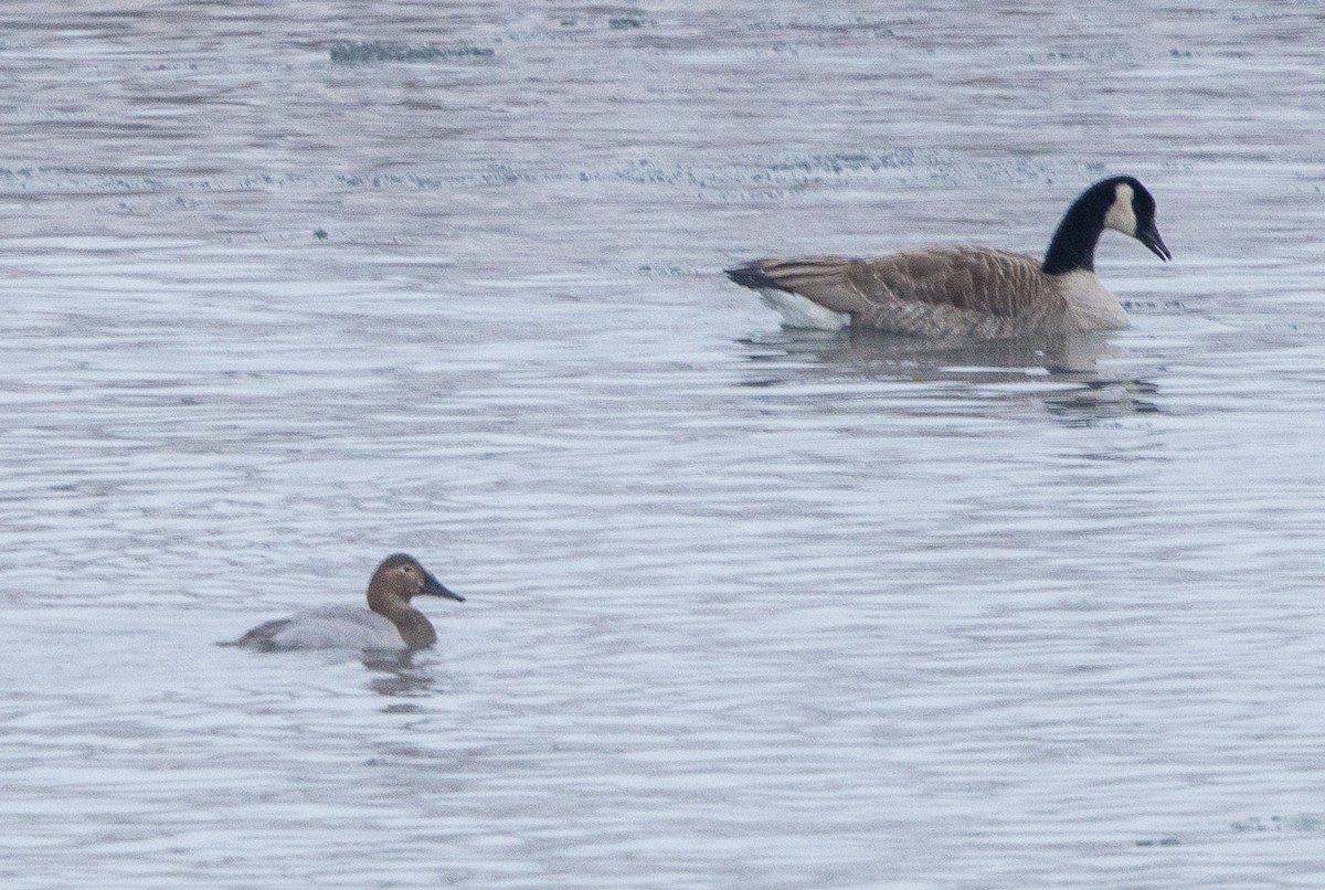 Canvasback - ML646547124